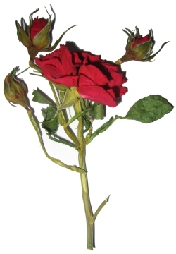 rose séchée pour carte de fête des mères