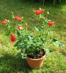 Petit rosier buisson en pot pour la fete des grand-meres