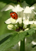 Coccinelle sur fleurs blanches délicates