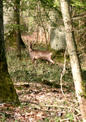 Rencontre inattendue avec un chevreuil