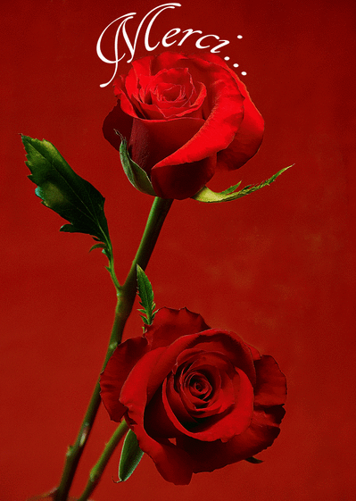 Carte Merci Et Rose Rouge : Envoyer une vraie Carte Remerciement Mariage  dès 0,99€ - Merci Facteur