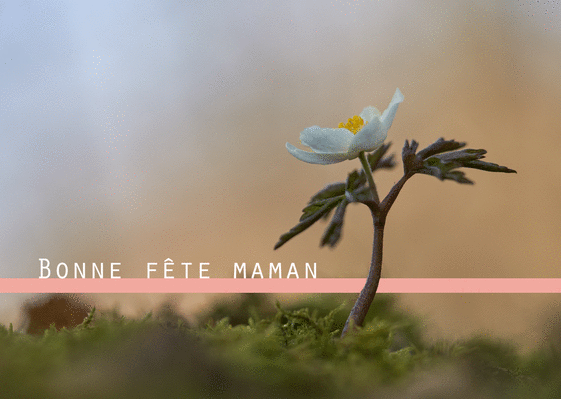 Cartes D'anniversaire Amusantes Pour Maman De La Part De