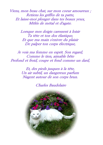 Carte Chat Et Baudelaire En Couleur Envoyer Une Vraie Carte De Poemes Des 0 99 Merci Facteur