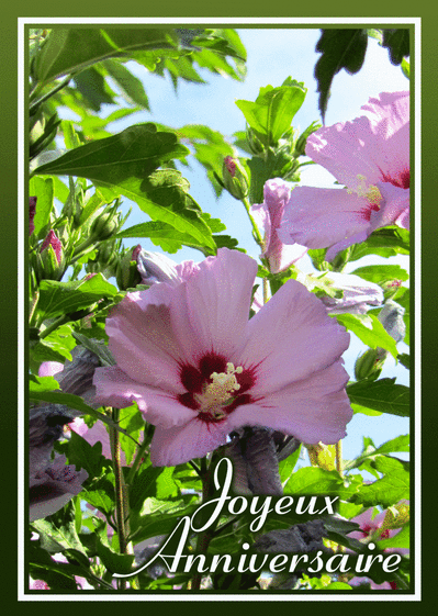 Carte Joyeux Anniversaire Fleur Rose : Envoyer une Carte 