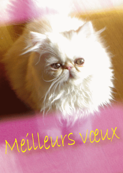 Carte Chat Meilleurs Voeux Envoyer Une Vraie Carte De Voeux 22 Chat Mignon Des 0 99 Merci Facteur