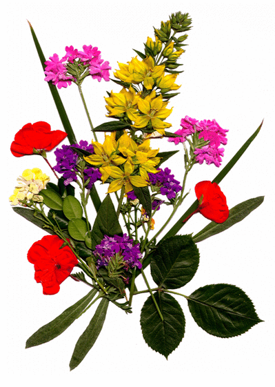 Carte Bouquet De Toutes Couleurs Envoyer Une Vraie Carte Fete Des Meres Avec Des Fleurs Des 0 99 Merci Facteur Carte Bouquet De Toutes Couleurs Envoyer Une Vraie Carte Fete Des Meres Avec Des Fleurs Des 0 99 Merci Facteur