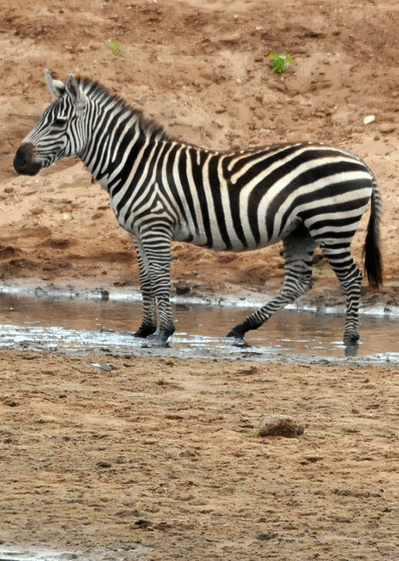 Carte Un Zèbre Dans La Savane : Envoyer une Carte D 