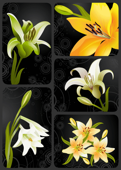 Carte Condoléances Avec Des Fleurs : Envoyer une Carte 