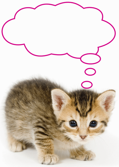 Carte Un Petit Chaton Qui Parle Envoyer Une Carte Saint Valentin Personnalisee Des 0 99 Merci Facteur Carte Un Petit Chaton Qui Parle Envoyer Une Carte Saint Valentin Personnalisee Des 0 99 Merci Facteur