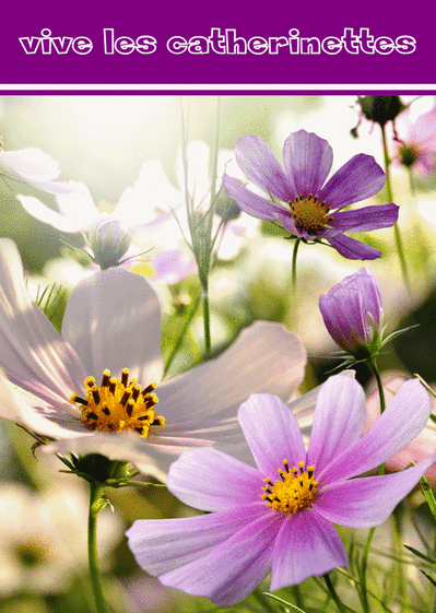 Carte Fleur Violette Vive Les Catherinettes Envoyer Une Vraie Carte Sainte Catherine Des 0 99 Merci Facteur