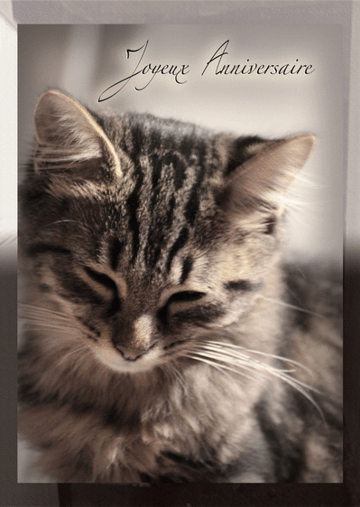 Carte Joyeux Anniversaire Petit Chat Gris : Envoyer une 