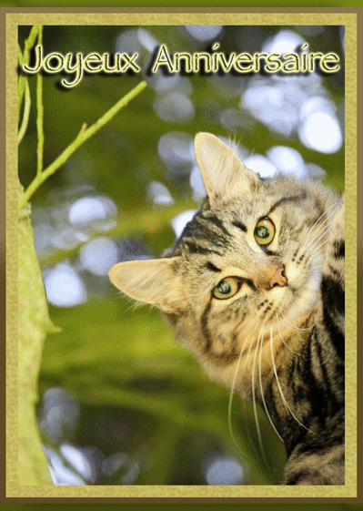 Carte Petit Chat Aux Yeux Verts Envoyer Une Carte Anniversaire Chat Des 0 99 Merci Facteur