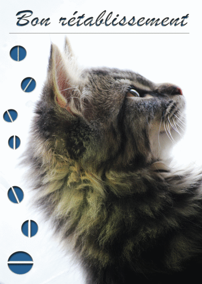 Carte Bon Retablissement Avec Un Petit Chat Envoyer Une Carte Bon Retablissement Des 0 99 Merci Facteur Carte Bon Retablissement Avec Un Petit Chat Envoyer Une Carte Bon Retablissement Des 0 99 Merci Facteur