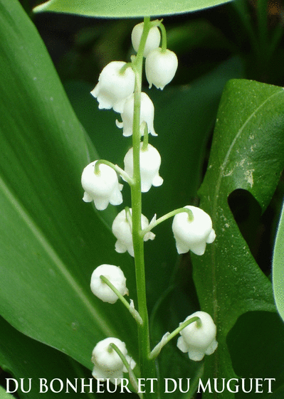 Carte Du Bonheur Et Du Muguet Pour Le 1er Mai : Envoyer 