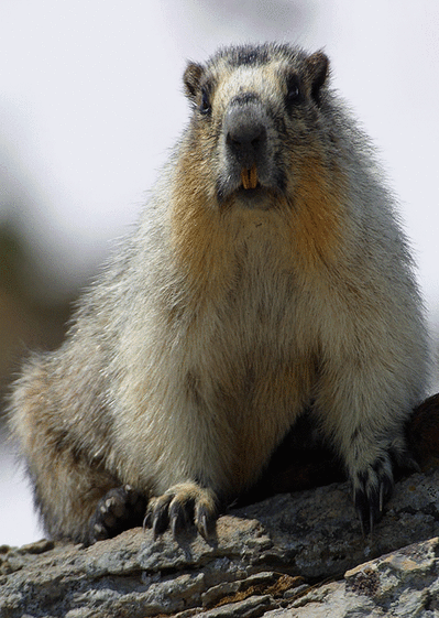 Carte Marmotte Envoyer Une Carte D Animaux Des 0 99 Merci Facteur