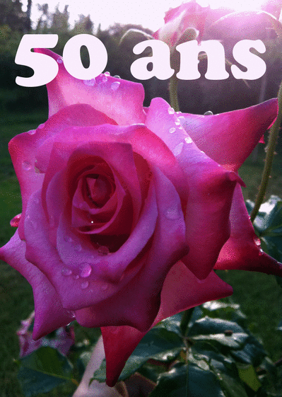 Carte Une Belle Rose Pour Les 50 Ans Envoyer Une Carte Anniversaire 50 Ans Des 0 99 Merci Facteur Carte Une Belle Rose Pour Les 50 Ans Envoyer Une Carte Anniversaire 50 Ans Des 0 99 Merci Facteur