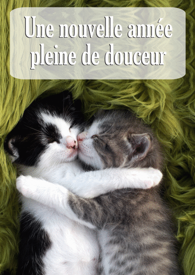 Image result for photos de chats mignons