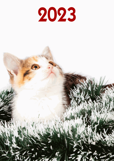 Carte Chaton Qui Regarde La Nouvelle Annee 22 Envoyer Une Vraie Carte De Voeux 22 Chat Mignon Des 0 99 Merci Facteur