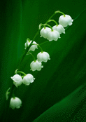 Brin de muguet sur fond verdoyant