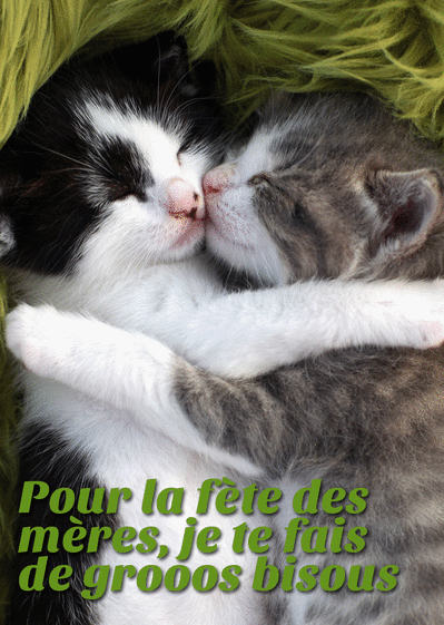 Carte Le Calin Des Petits Chatons Envoyer Une Carte Fete Des Meres Avec Des Animaux Des 0 99 Merci Facteur Carte Le Calin Des Petits Chatons Envoyer Une Carte Fete Des Meres Avec Des Animaux Des 0 99 Merci Facteur