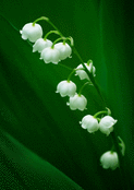 Muguet délicat sous un ciel printanier