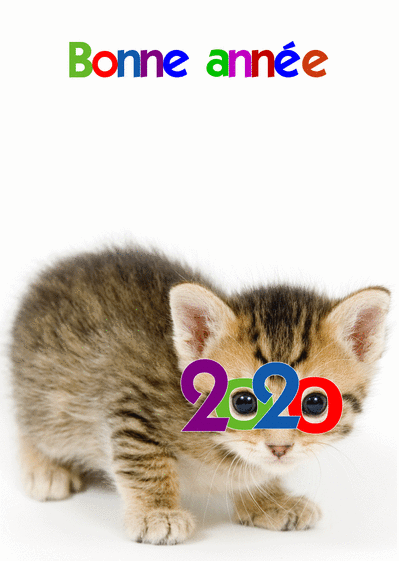 Carte Le Chaton Regarde Dans L`année : Envoyer une Carte 