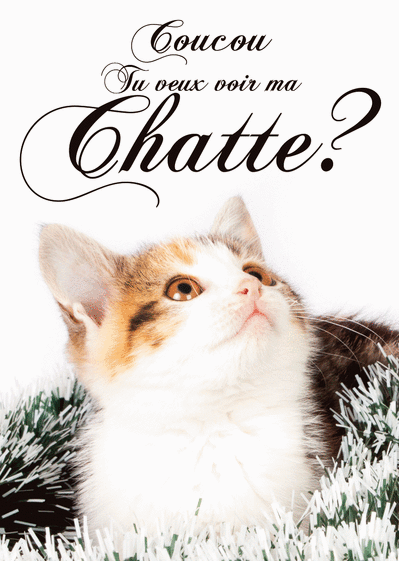 Carte Tu Veux Voir Ma Chatte Envoyer Une Vraie Carte Saint Valentin Humour Des 0 99 Merci Facteur