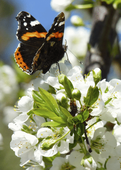Carte Une Papillon Sur Une Fleur : Envoyer une Carte Avec  Carte Une Papillon Sur Une Fleur : Envoyer une Carte Avec