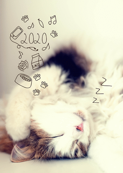 Cartes de voeux 2019 chats mignons : Envoyer une Carte de Cartes de voeux 2019 chats mignons : Envoyer une Carte de