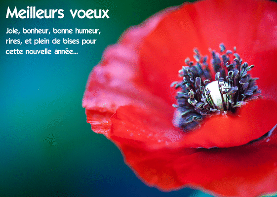 Carte Meilleurs Voeux Coquelicots Rouge Envoyer Une Carte De Voeux 21 Avec Des Fleurs Des 0 99 Merci Facteur Carte Meilleurs Voeux Coquelicots Rouge Envoyer Une Carte De Voeux 21 Avec Des Fleurs Des 0 99 Merci Facteur