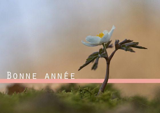 Carte Bonne Année 2023 Fleur Blanche Sous Le Soleil : Envoyer une vraie  Carte De Voeux 2023 Avec Des Fleurs dès 0,99€ - Merci Facteur