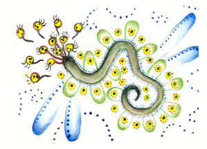 Insecte &agrave; l`aquarelle