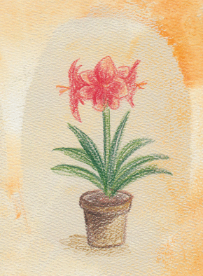 Un bel amaryllis rouge