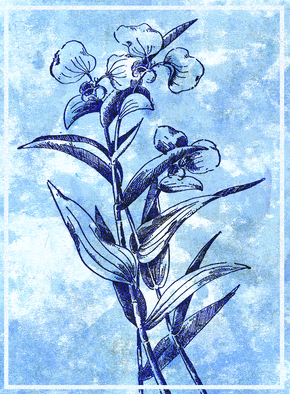 Fleur en gravure et monotype