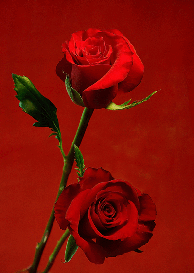 Carte Deux Roses Pour Mon Amour : Envoyer une Carte Saint 