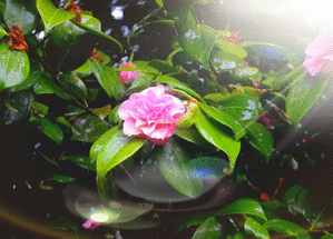 Quelques mots doux en po&eacute;sie