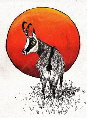 Un petit chamois
