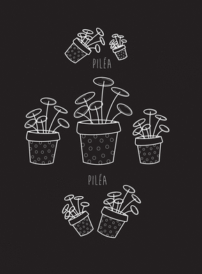 Jolies pil&eacute;a sur fond noir