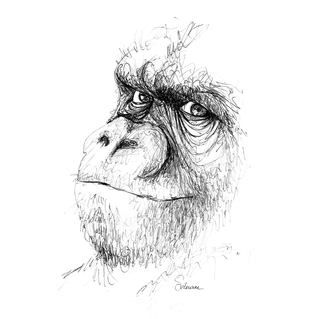 Gorille au regard malicieux