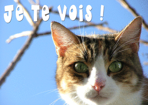 Envoyez Une Jolie Carte Chat Et Chaton Des 0 99 Envoi Rapide Avec Merci Facteur